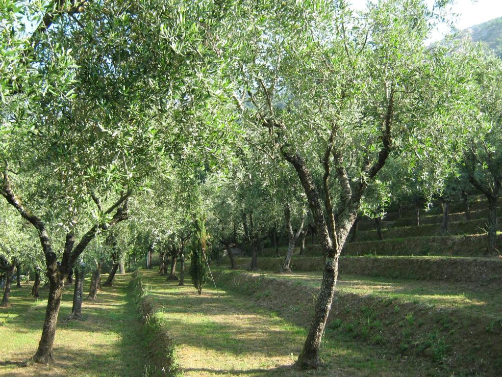 L'Arcadia Pensionat Pietrasanta Eksteriør billede